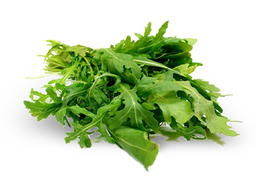 rukola